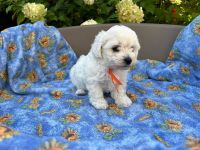 Łusia Vel Miffy - 6 tygodni